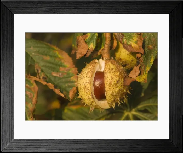 Framed Print : Horse-chestnut Nut, autumn Framed Print : Horse-chestnut Nut, autumn