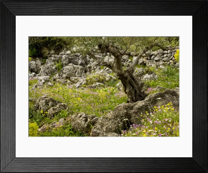 Framed Print : Flowery old olive groves in spring on the Mani Peninsula, Peloponnese, south Greece Framed Print : Flowery old olive groves in spring on the Mani Peninsula, Peloponnese, south Greece