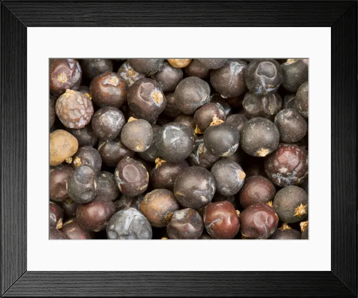 Framed Print : Berries of Common Juniper Juniperus communis used as flavour in gin, cooking; from Turkey Framed Print : Berries of Common Juniper Juniperus communis used as flavour in gin, cooking; from Turkey
