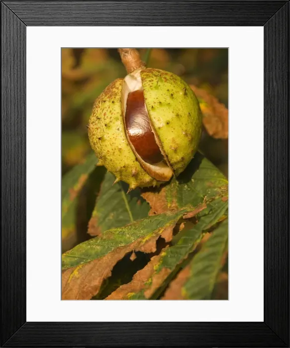 Framed Print : Horse-chestnut Nut, autumn Framed Print : Horse-chestnut Nut, autumn