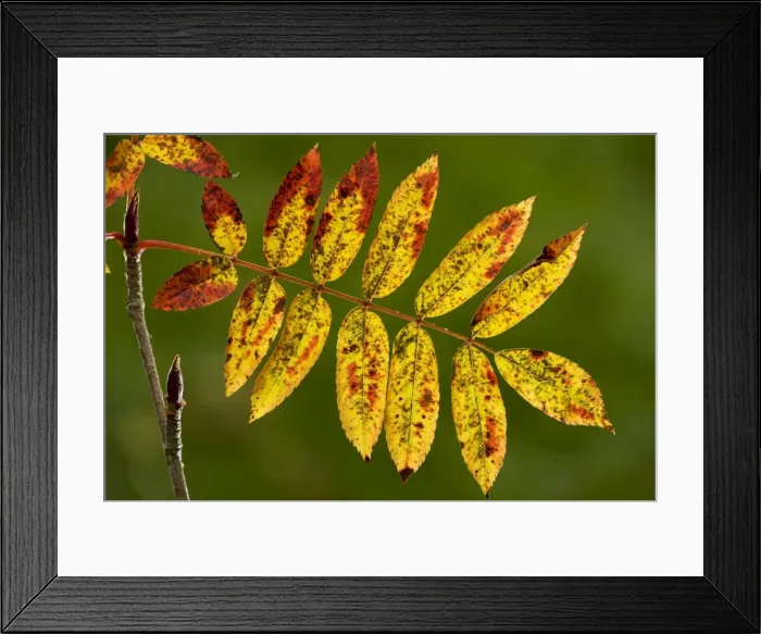 Framed Print : Rowan foliage Sorbus aucuparia in autumn, strongly-coloured variety. Dorset Framed Print : Rowan foliage Sorbus aucuparia in autumn, strongly-coloured variety. Dorset