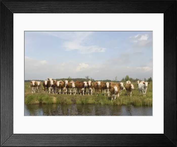 Framed Print : Siementhaler cow Curious herd The Netherlands, Overijssel, Nature reserve ´De Wieden´ Framed Print : Siementhaler cow Curious herd The Netherlands, Overijssel, Nature reserve ´De Wieden´