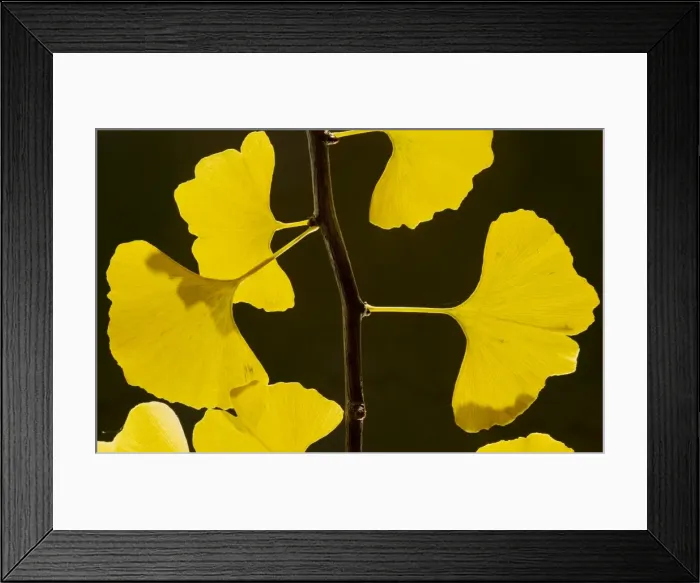 Framed Print : Leaves of Maidenhair Tree Ginkgo biloba in autumn. From China, planted; Dorset Framed Print : Leaves of Maidenhair Tree Ginkgo biloba in autumn. From China, planted; Dorset