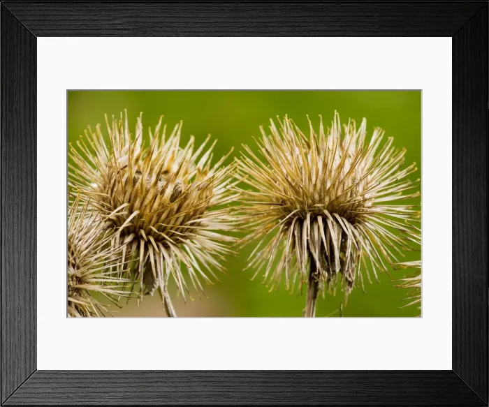 Framed Print : Burs of Greater Burdock Arctium lappa in autumn. Dorset Framed Print : Burs of Greater Burdock Arctium lappa in autumn. Dorset