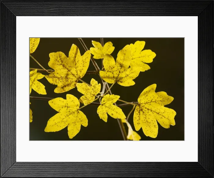 Framed Print : Leaves of Field Maple Acer campestre in autumn, strongly-coloured; Dorset Framed Print : Leaves of Field Maple Acer campestre in autumn, strongly-coloured; Dorset
