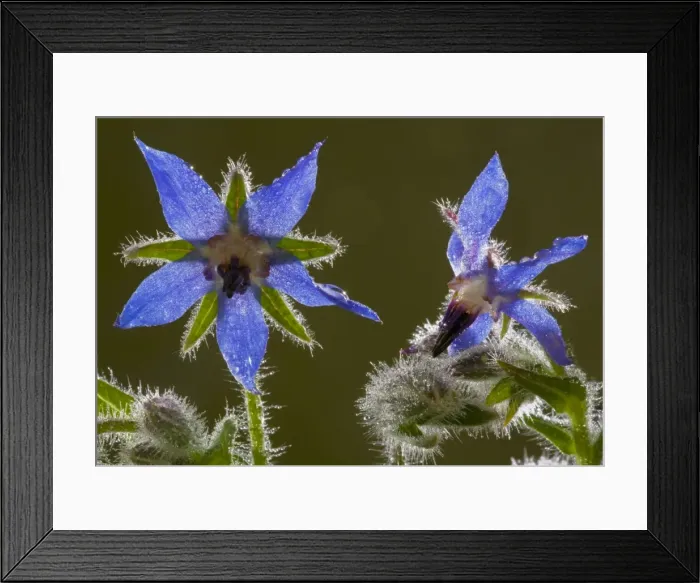 Framed Print : Flowers of Borage Borago officinalis, against the light. From south Europe; Dorset Framed Print : Flowers of Borage Borago officinalis, against the light. From south Europe; Dorset