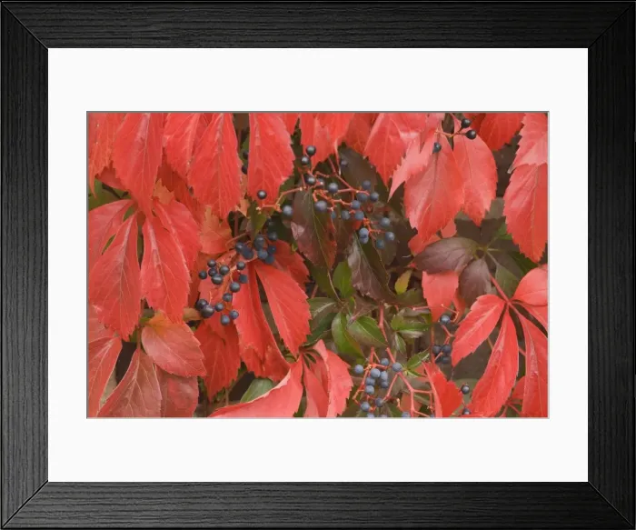 Framed Print : Virginia creeper Berries and red leaves in autumn Framed Print : Virginia creeper Berries and red leaves in autumn