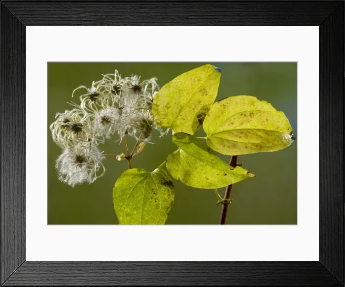 Framed Print : Wild Clematis or Old Man's Beard Clematis vitalba in autumn, showing fruit and leaves. Dorset Framed Print : Wild Clematis or Old Man's Beard Clematis vitalba in autumn, showing fruit and leaves. Dorset