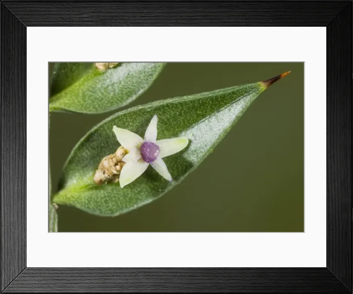 Framed Print : Butcher's Broom Ruscus aculeatus in flower and fruit, autumn; New Forest, Hants Framed Print : Butcher's Broom Ruscus aculeatus in flower and fruit, autumn; New Forest, Hants