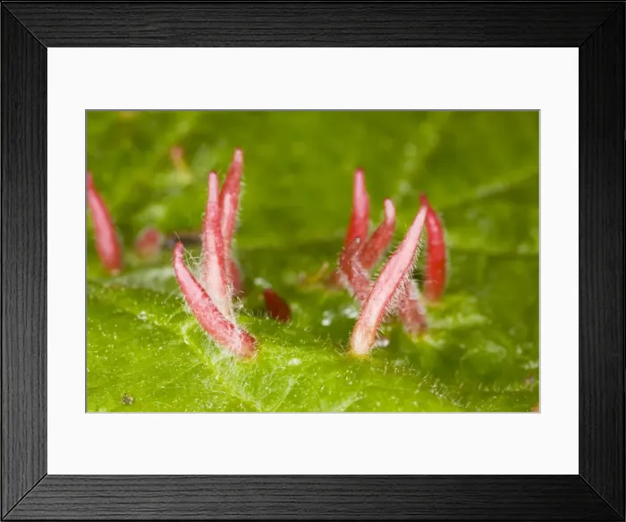 Framed Print : Nail galls on lime leaf, caused by mite Eriophyes tiliae; Dorset Framed Print : Nail galls on lime leaf, caused by mite Eriophyes tiliae; Dorset