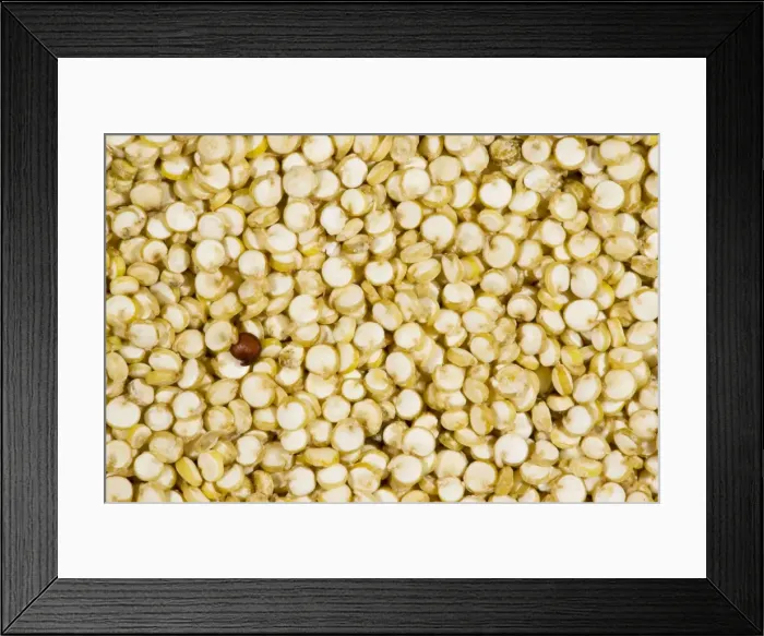 Framed Print : Organic Quinoa, Chenopodium quinoa, grains; nutritious food grain, from Ecuador