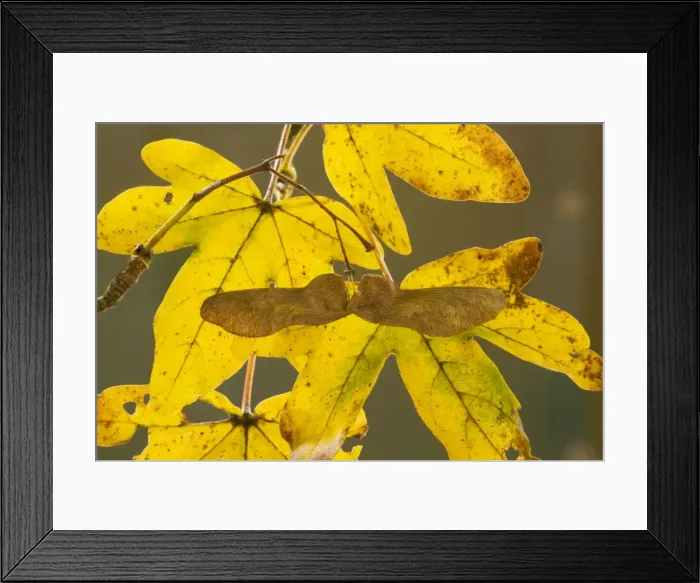 Framed Print : Winged fruit, keys, and colourful autumn leaves of Field Maple Acer campestre, Dorset Framed Print : Winged fruit, keys, and colourful autumn leaves of Field Maple Acer campestre, Dorset