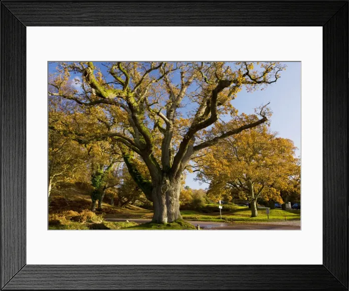 Framed Print : Ancient pollarded common oak Quercus robur at Moyles Court, New Forest in autumn, Hants Framed Print : Ancient pollarded common oak Quercus robur at Moyles Court, New Forest in autumn, Hants