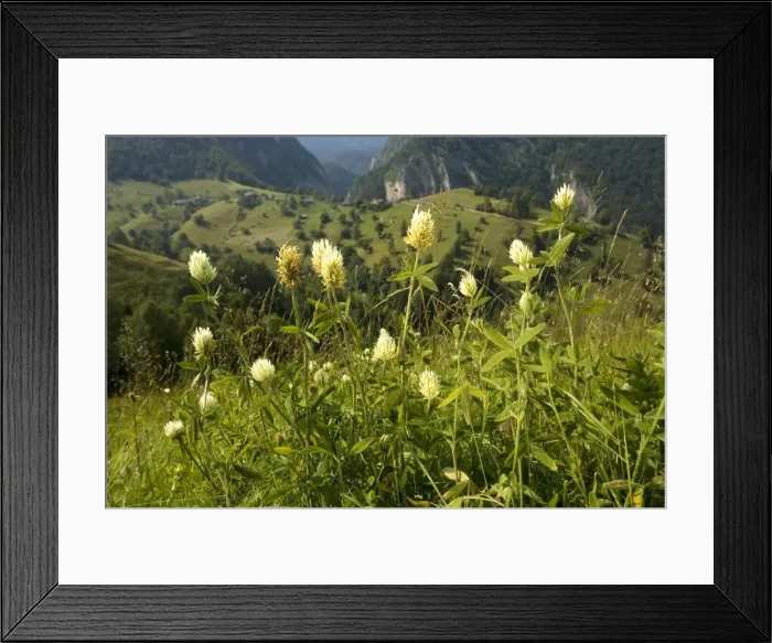 Framed Print : Hungarian Clover ( Trifolium pannonicum) in mountain pasture, Romania Framed Print : Hungarian Clover ( Trifolium pannonicum) in mountain pasture, Romania