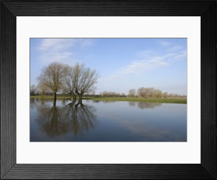 Framed Print : Pollard willows Reflections in the flooded foreland of the river IJssel The Netherlands, Overijssel Framed Print : Pollard willows Reflections in the flooded foreland of the river IJssel The Netherlands, Overijssel