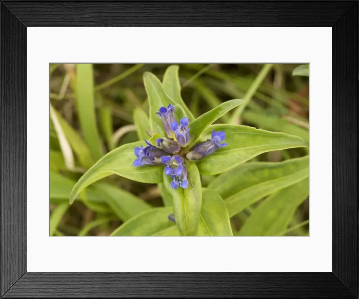 Framed Print : Cross Gentian (Gentiana cruciata) in flower, Romania Framed Print : Cross Gentian (Gentiana cruciata) in flower, Romania