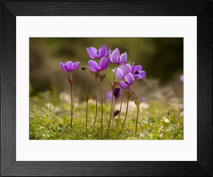Framed Print : Crown Anemones (Anemone coronaria) on the Omalos Plateau, White Mountains, Crete Framed Print : Crown Anemones (Anemone coronaria) on the Omalos Plateau, White Mountains, Crete
