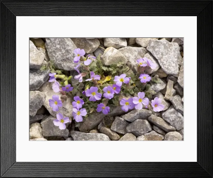 Framed Print : A mountain Aubrieta (Aubretia), Aubrieta deltoidea, in the mountains of Crete Framed Print : A mountain Aubrieta (Aubretia), Aubrieta deltoidea, in the mountains of Crete