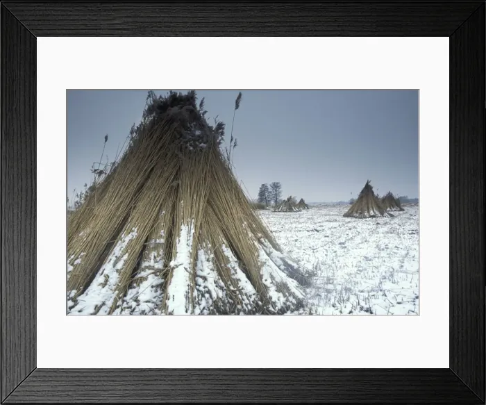 Framed Print : Reed culture Reed bundles stand up to dry at the snowy reed land The Netherlands, Overijssel, nature reserve The Wieden Framed Print : Reed culture Reed bundles stand up to dry at the snowy reed land The Netherlands, Overijssel, nature reserve The Wieden