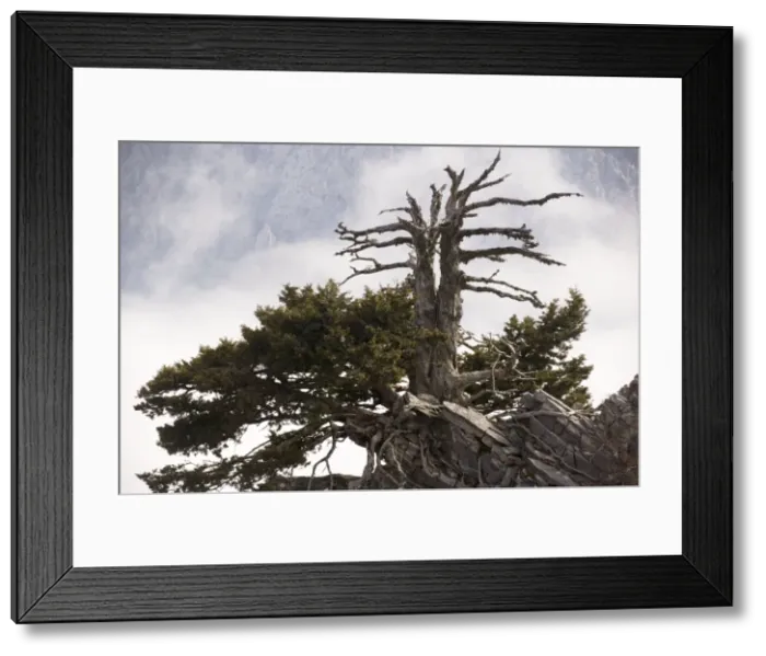 Framed Print : An ancient Cypress (Cupressus sempervirens forma horizontalis) in the White Mountains, West Crete Framed Print : An ancient Cypress (Cupressus sempervirens forma horizontalis) in the White Mountains, West Crete
