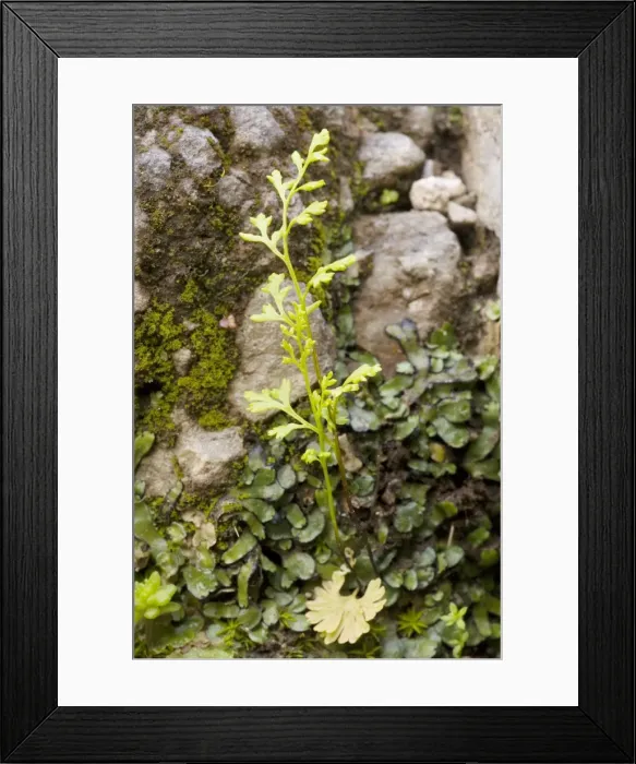 Framed Print : Jersey Fern (Anogramma leptophylla), an annual fern, very rare in UK. Crete Framed Print : Jersey Fern (Anogramma leptophylla), an annual fern, very rare in UK. Crete