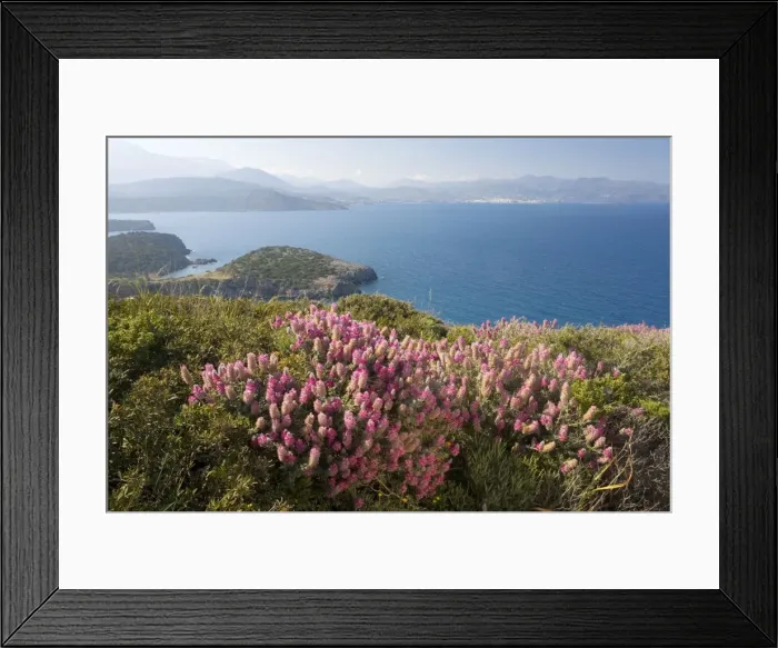 Framed Print : Cretan Ebony (Ebenus cretica (= Onobrychis)), running riot in East Crete Framed Print : Cretan Ebony (Ebenus cretica (= Onobrychis)), running riot in East Crete