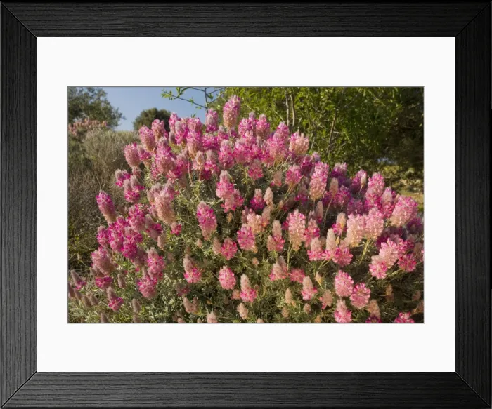 Framed Print : Cretan Ebony (Ebenus cretica (= Onobrychis)), running riot in East Crete Framed Print : Cretan Ebony (Ebenus cretica (= Onobrychis)), running riot in East Crete