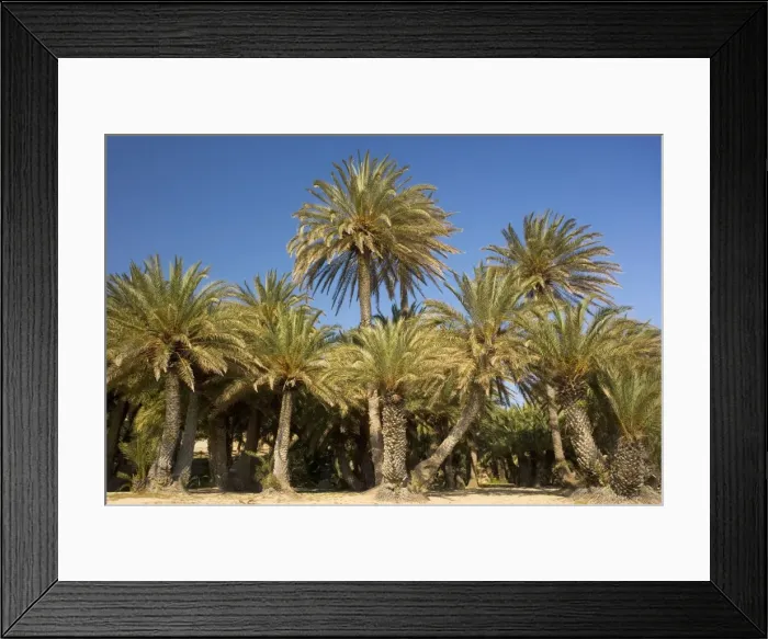 Framed Print : Cretan Date Palm (Phoenix theophrastii) growing on the coast at Vai, East Crete Framed Print : Cretan Date Palm (Phoenix theophrastii) growing on the coast at Vai, East Crete