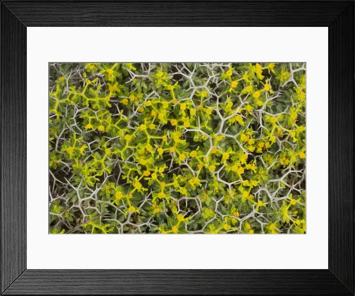 Framed Print : Greek spiny spurge (Euphorbia acanthothamnos), Crete Framed Print : Greek spiny spurge (Euphorbia acanthothamnos), Crete