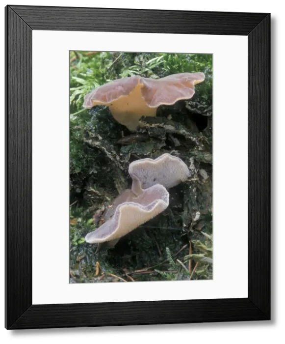 Framed Print : Toothed Jelly Fungus - The Netherlands - Overijssel Framed Print : Toothed Jelly Fungus - The Netherlands - Overijssel