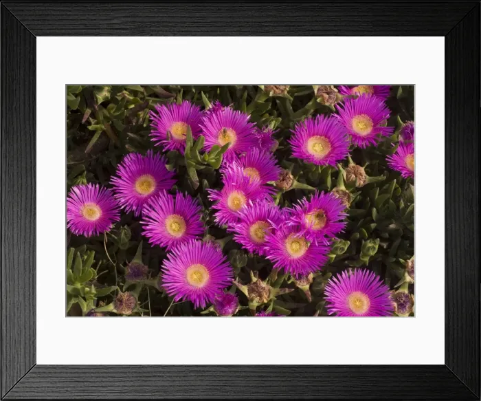 Framed Print : Hottentot Fig (Carpobrotus edulis f. rubescens) from South Africa, widely naturalised in south Europe. Crete