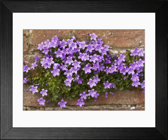 Framed Print : Adria bellflower (Campanula portenschlagiana), growing on a garden wall, Dorset. Naturalised in UK, from yugoslavia area originally Framed Print : Adria bellflower (Campanula portenschlagiana), growing on a garden wall, Dorset. Naturalised in UK, from yugoslavia area originally