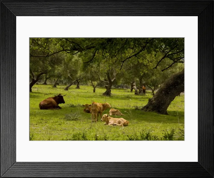 Framed Print : Red Andalucian cattle with calves grazing in Holm Oak dehesa, near El Bosque, Sierra de Grazalema, SW Spain Framed Print : Red Andalucian cattle with calves grazing in Holm Oak dehesa, near El Bosque, Sierra de Grazalema, SW Spain