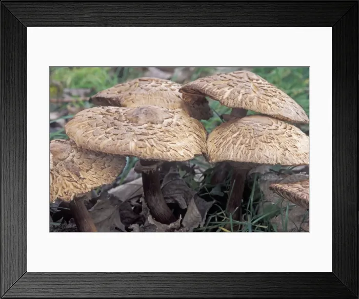 Framed Print : Parasol Mushroom - The Netherlands - Drenthe Framed Print : Parasol Mushroom - The Netherlands - Drenthe