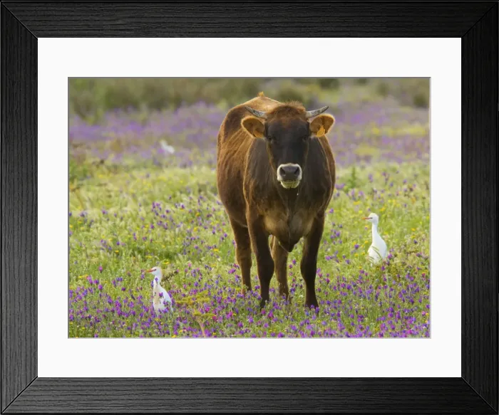 Framed Print : Cattle Egrets (Bubulcus ibis) feeding in a flowery field (mainly Purple Bugloss) with cattle; Coto Donana, Andalucia, Spain Framed Print : Cattle Egrets (Bubulcus ibis) feeding in a flowery field (mainly Purple Bugloss) with cattle; Coto Donana, Andalucia, Spain
