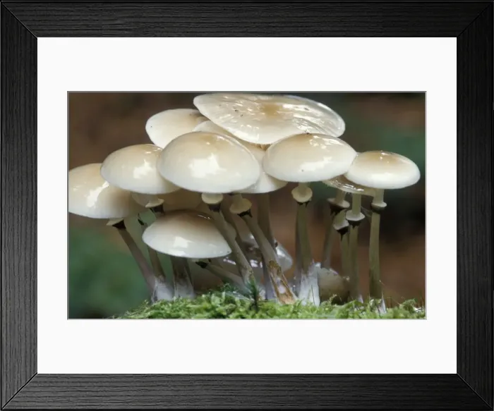Framed Print : Porcelain Fungus - The Netherlands. Gelderland, Veluwe Framed Print : Porcelain Fungus - The Netherlands. Gelderland, Veluwe