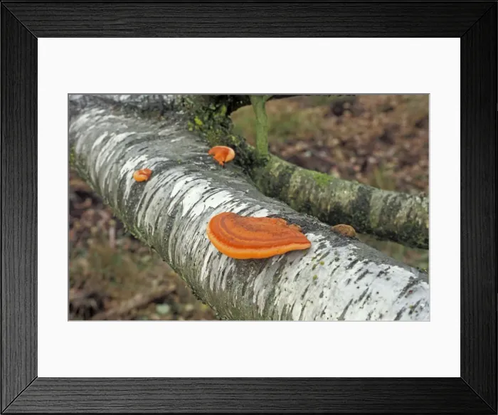 Framed Print : Cinnabar Bracket Fungi - On Birch - The Netherlands, Overijssel Framed Print : Cinnabar Bracket Fungi - On Birch - The Netherlands, Overijssel