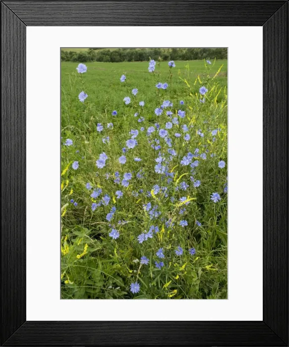 Framed Print : Wild Chicory (Cichorium intybus) in flower. Opens in morning only. Romania Framed Print : Wild Chicory (Cichorium intybus) in flower. Opens in morning only. Romania