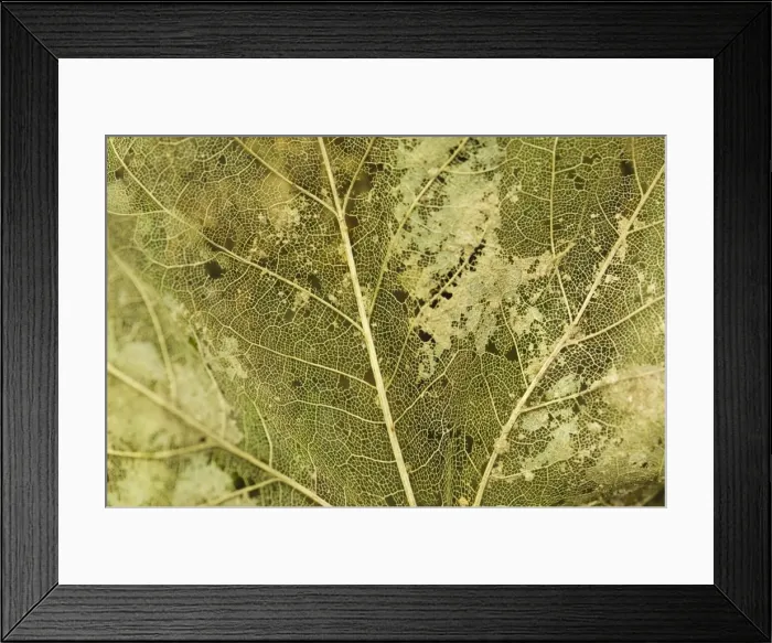 Framed Print : Norway maple Veins of the leaf Framed Print : Norway maple Veins of the leaf