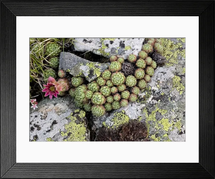 Framed Print : Cobweb houseleek ( Sempervivum arachnoideum ) just coming into flower. Pyrenees. France Framed Print : Cobweb houseleek ( Sempervivum arachnoideum ) just coming into flower. Pyrenees. France