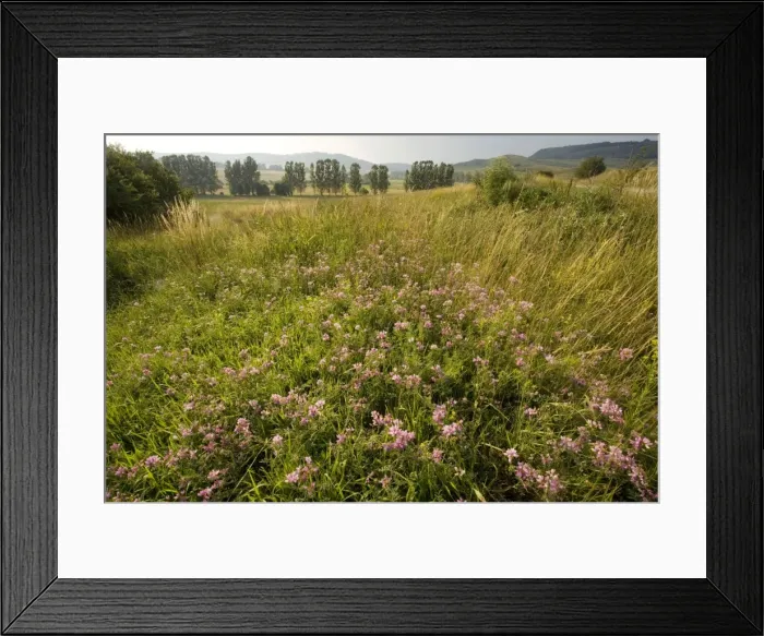Framed Print : Ancient flowery grasslands around the saxon village of Viskri, Transylvania. Crown vetch (Coronilla varia) in the foreground. Romania Framed Print : Ancient flowery grasslands around the saxon village of Viskri, Transylvania. Crown vetch (Coronilla varia) in the foreground. Romania