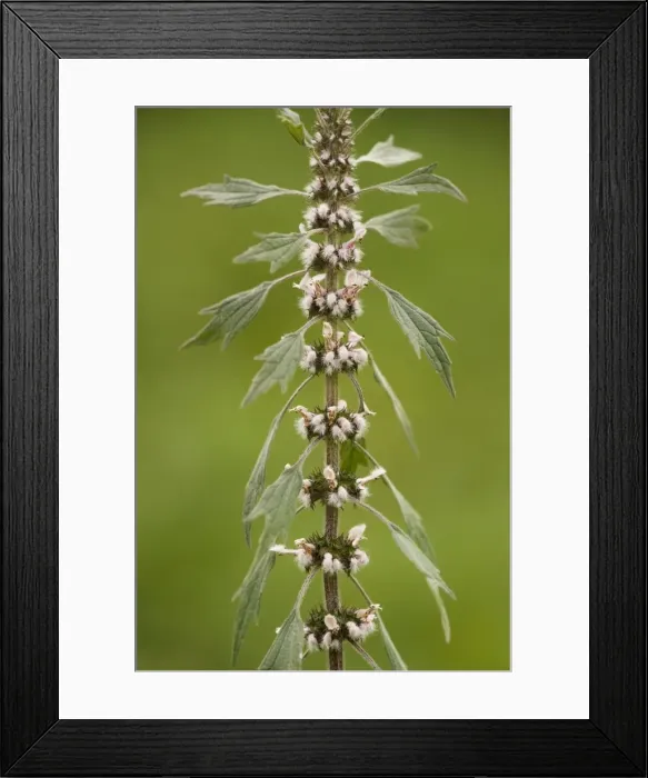 Framed Print : Motherwort (Leonurus cardiaca) in flower. Widely used herb in child-birth, Romania Framed Print : Motherwort (Leonurus cardiaca) in flower. Widely used herb in child-birth, Romania