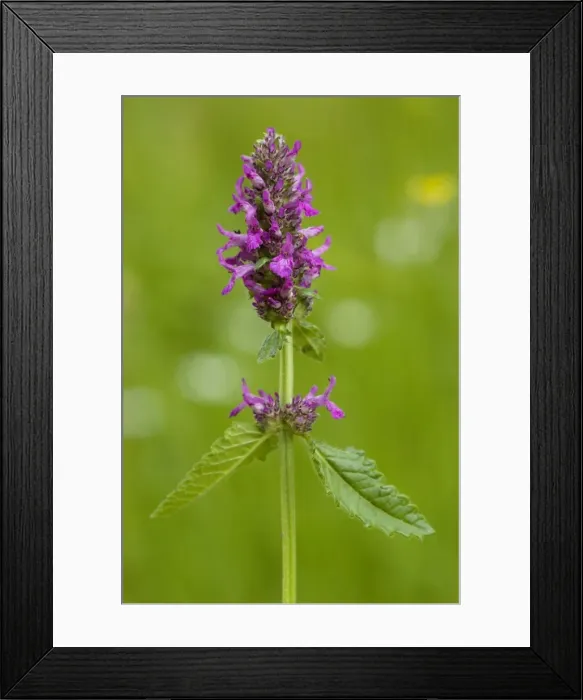 Framed Print : Betony (Stachys officinalis = Betonica) in flower, in old pasture. Widespread in grasslands in UK Framed Print : Betony (Stachys officinalis = Betonica) in flower, in old pasture. Widespread in grasslands in UK