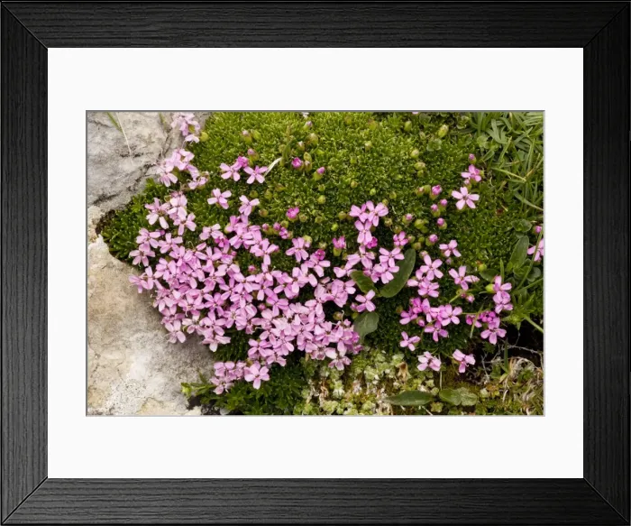 Framed Print : Moss campion (Silene acaulis ); uncommon in UK mountains Framed Print : Moss campion (Silene acaulis ); uncommon in UK mountains