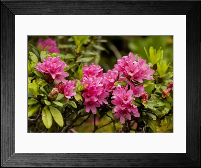 Framed Print : Alpenrose (Rhododendron ferrugineum) in the Pyrenees, Spain Framed Print : Alpenrose (Rhododendron ferrugineum) in the Pyrenees, Spain