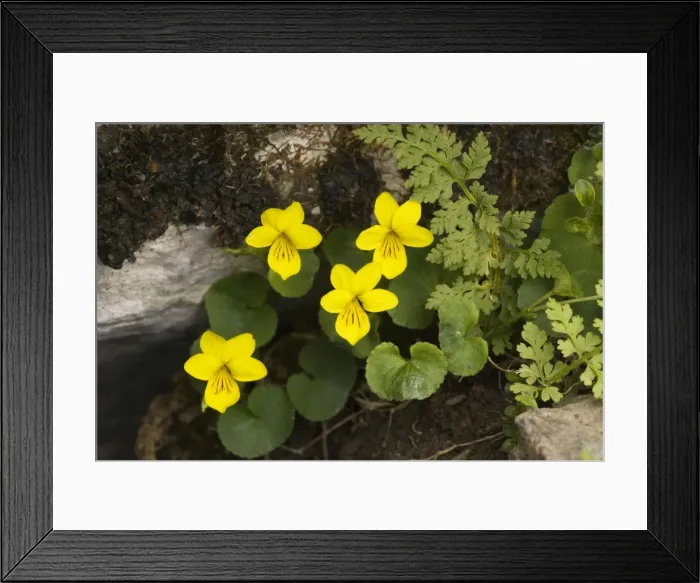 Framed Print : Yellow Wood Violet (Viola biflora), Pyrenees. France Framed Print : Yellow Wood Violet (Viola biflora), Pyrenees. France