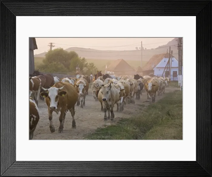 Framed Print : Cattle herds coming home in the evening, to the Saxon Village of Viskri, Transylvania. Old, isolated, very traditional village. Romania Framed Print : Cattle herds coming home in the evening, to the Saxon Village of Viskri, Transylvania. Old, isolated, very traditional village. Romania