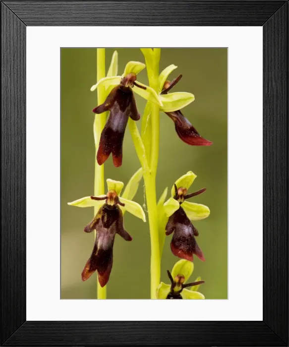 Framed Print : Fly Orchid (Ophrys insectifera) in flower. Insect-mimic. Hants Framed Print : Fly Orchid (Ophrys insectifera) in flower. Insect-mimic. Hants