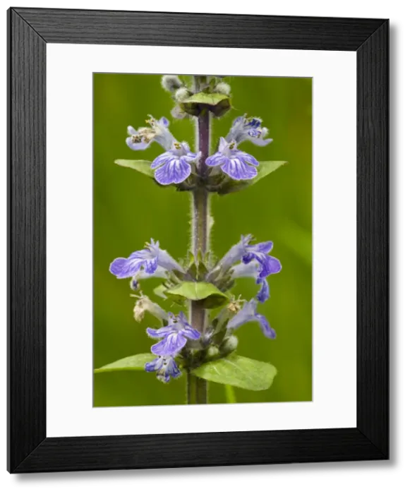 Framed Print : Common bugle (Ajuga reptans) in flower. Common grassland and woodland plant in UK Framed Print : Common bugle (Ajuga reptans) in flower. Common grassland and woodland plant in UK