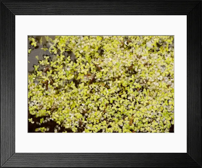 Framed Print : Least duckweed ( Lemna minuta (= L. minuscula)), from USA, naturalised on pond in France Framed Print : Least duckweed ( Lemna minuta (= L. minuscula)), from USA, naturalised on pond in France